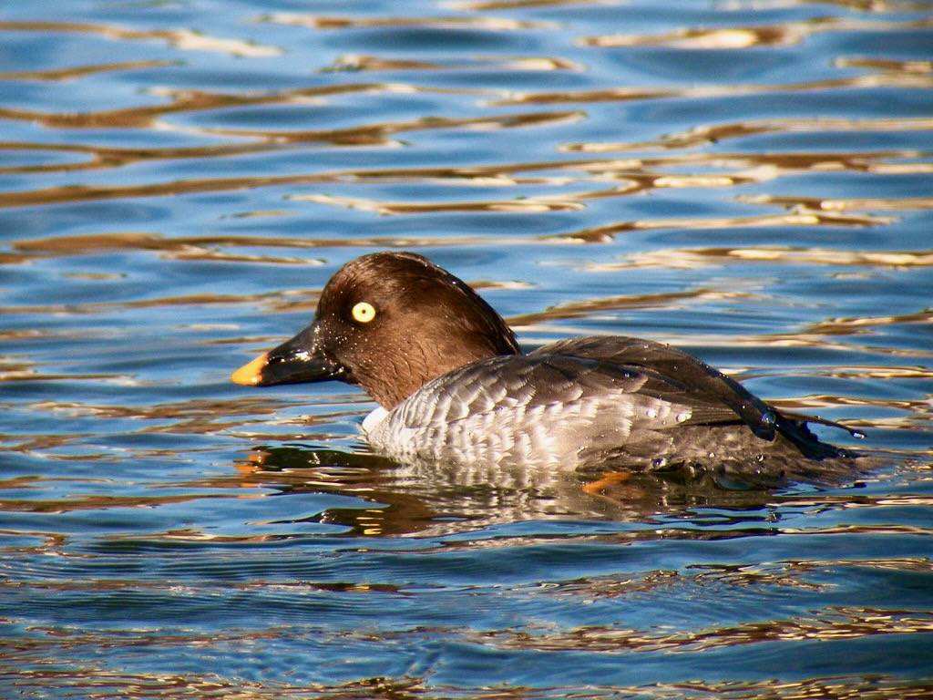 Common Goldeneye - female by Len Blumin is licensed under CC BY 2.0